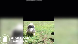 She shits in the field