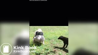 She shits in the field