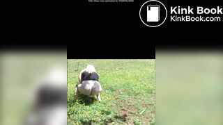 She shits in the field