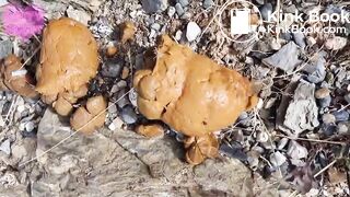 Hot girl shitting outdoors - video 5