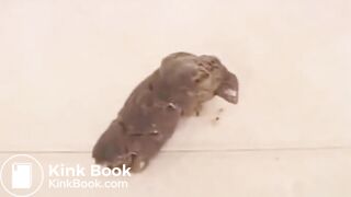 Cute Brunette Teen Girl Shits In Front Of You