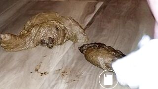 Pooping 409 - Guest Room Floor, 2 of 2
